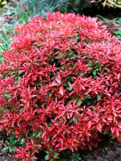 Pieris "Red Mill" container (C2.3)