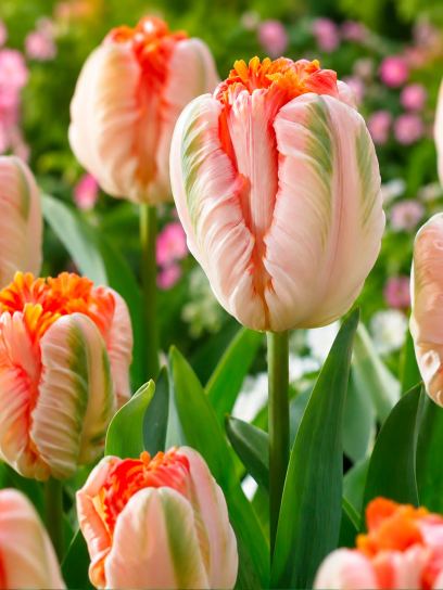 Tulip "Apricot Parrot"