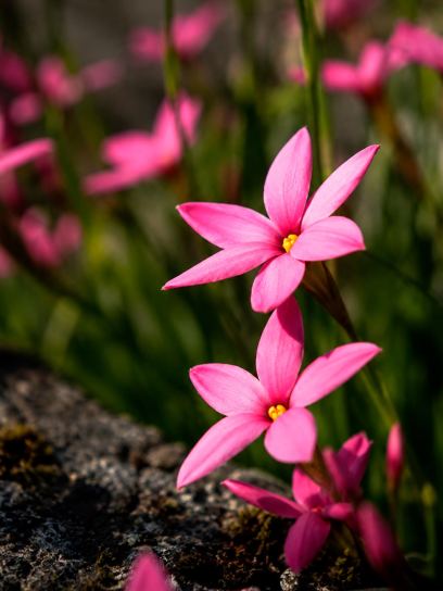 Rhodoxis "Hebron Farm Cerise"
