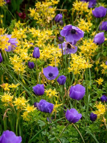 Anemone "Mr. Fokker" & Narcissus "Angel's Whisper"