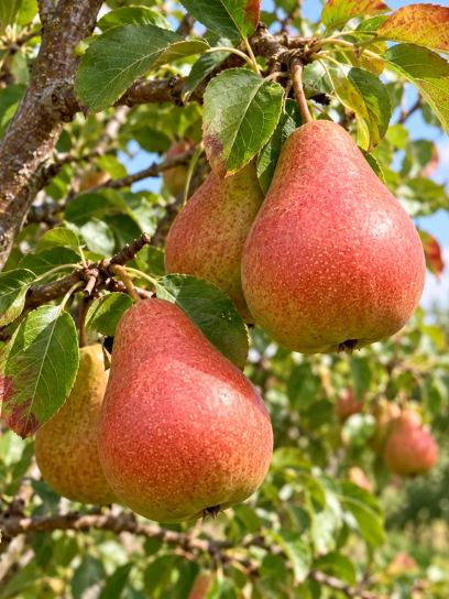 Peer ‘Bonne Louise d`Avranches’