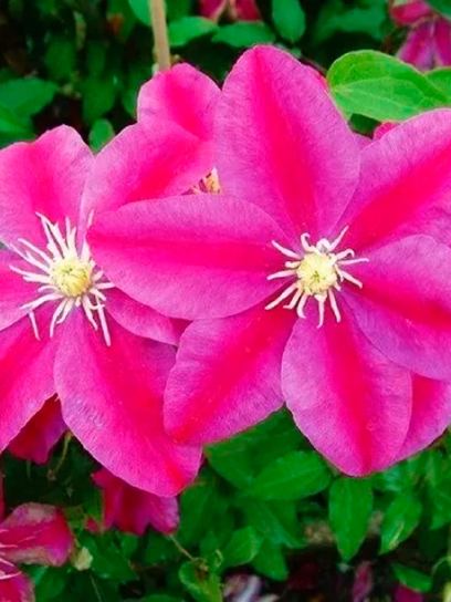 Clematis "Sunset" container (C2)