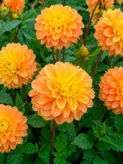Dahlia "Deep Impact"