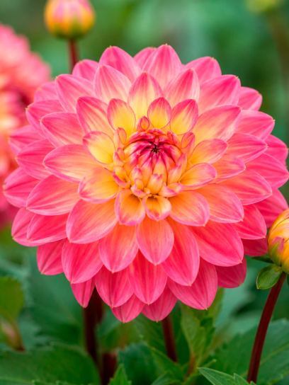 Dahlia "Melody Allegro"