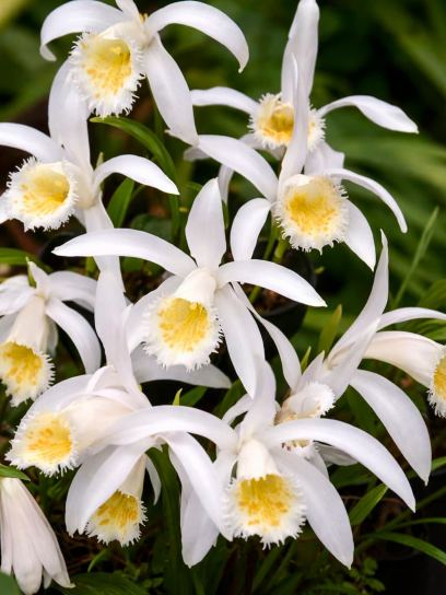 Pleione formosana "Alba"
