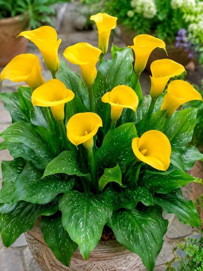 Zantedeschia "Solo"