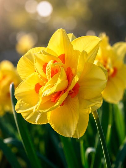 Narcissus "Standard Value"