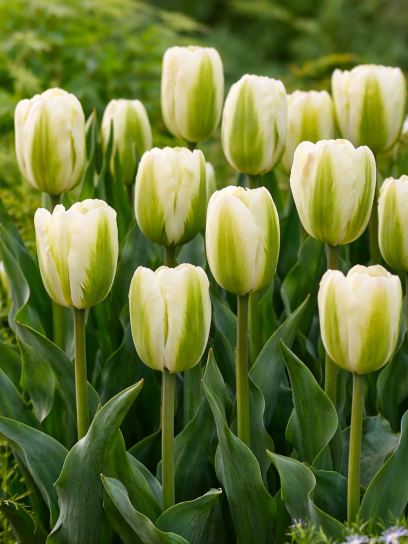 Tulipa "Spring Green"