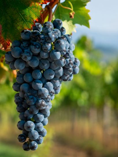 Vitis "Picurka"