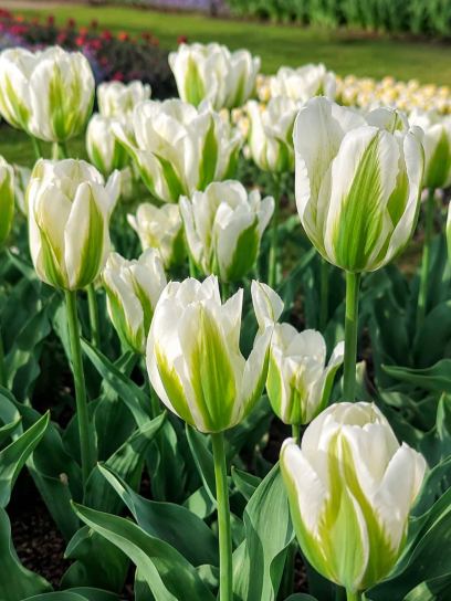 Tulipa "Green Day"