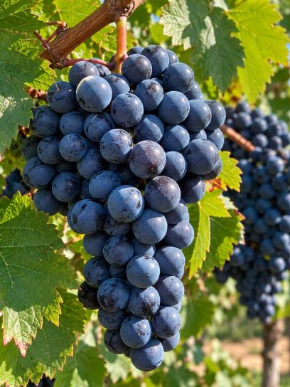 Grape ‘Boskoop Glory’