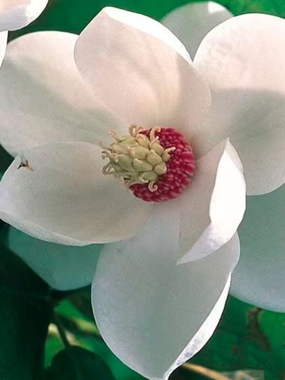 Magnolia "Sieboldii" container (C4)