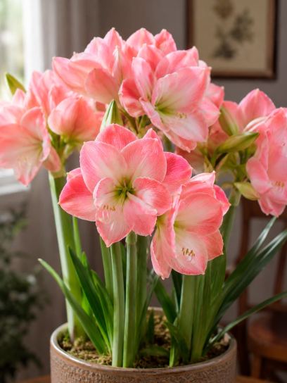 Hippeastrum "Cherry Bloss"
