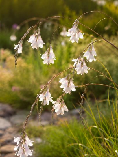 Dierama pulcherrimum var. album