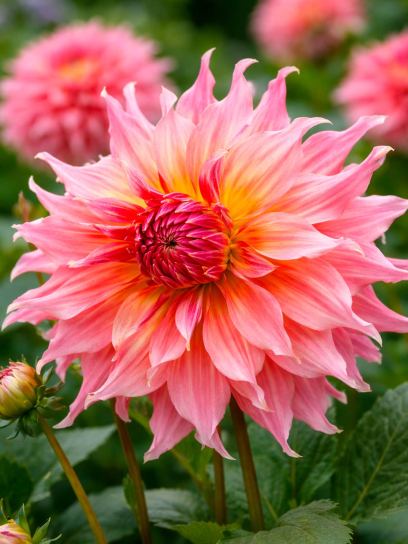 Dahlia "Penhill Watermelon"