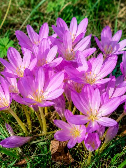 Colchicum "Nancy Lindsay"