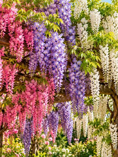 Japanese Wisteria Garden Collection – 3 Plants