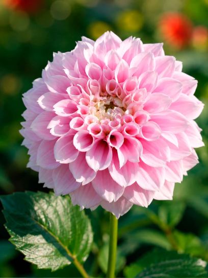 Dahlia "Sweet Love"