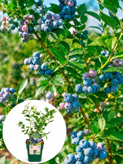 Arándano alto `Blue Dessert` contenedor (P13)