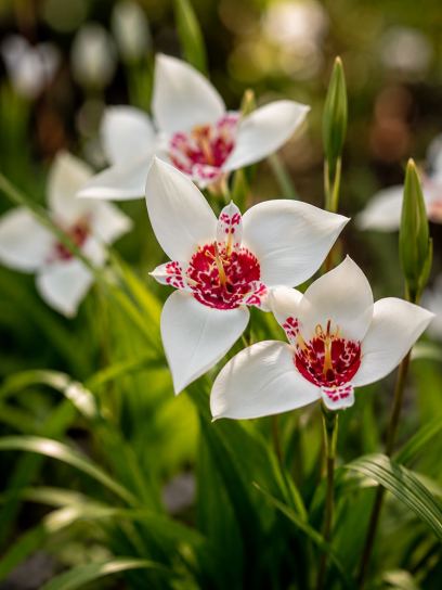 Tigridia pavonia "Alba Grandiflora"