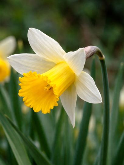 Narcissus pseudo. subsp. lobularis