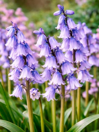 Hyacinthoides hispanica "Bakkum's Blue"
