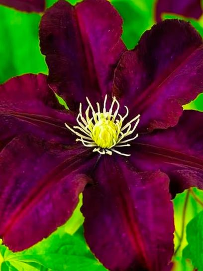 Clematis "Warszawska Nike" Container (C2)