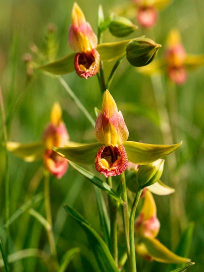 Epipactis "Sabine"