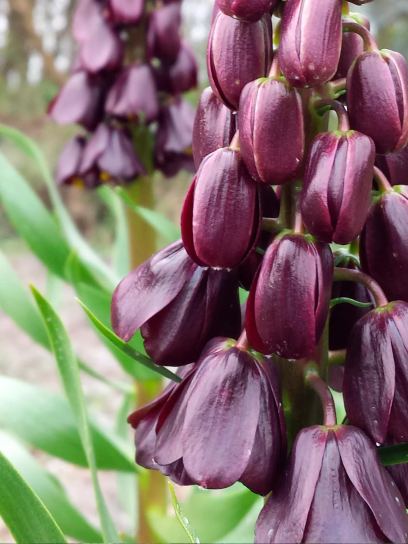 Fritillaria persica "Purple Dynamite"