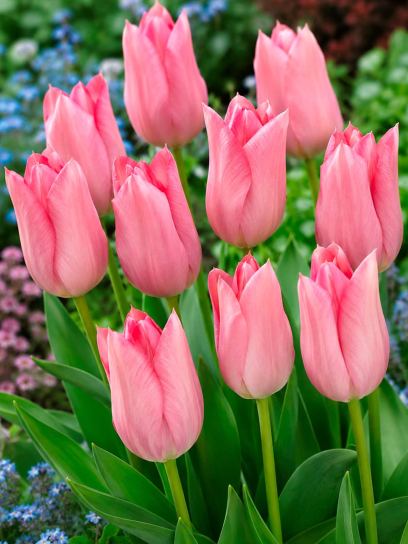 Tulip "Poco Loco"