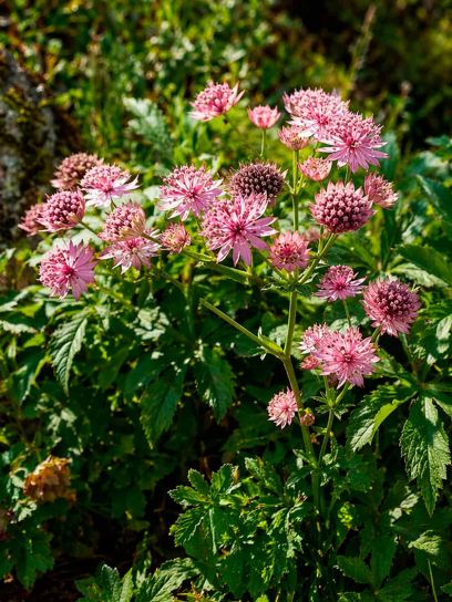 Astrantia major "Roma"