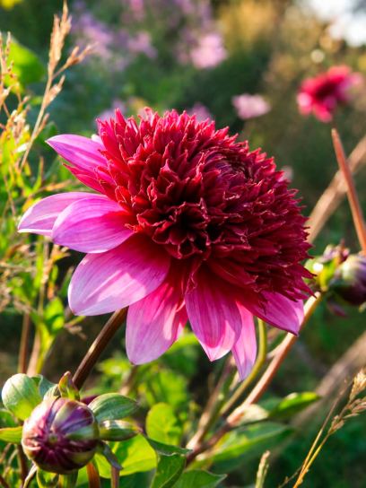 Dahlia "Poodle Skirt"