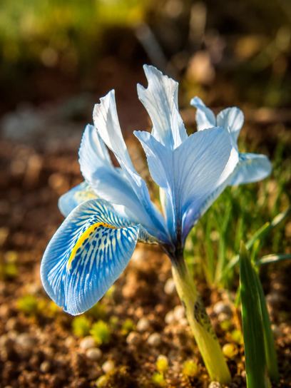 Iris ‘Sheila Ann Germaney’