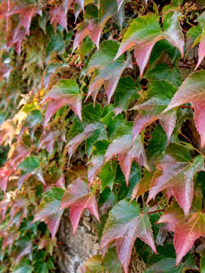 Creeper ‘Veitchii’ (Virginia)