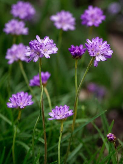 Dichelostemma congestum