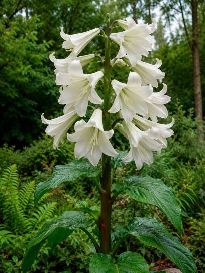 Cardiocrinum giganteum