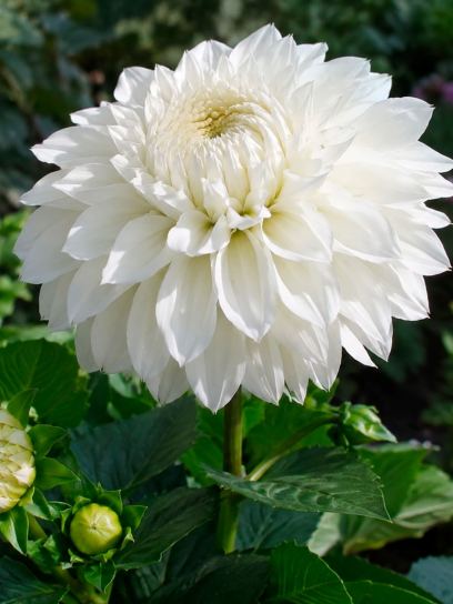 Dahlia "Myama Fubuki"