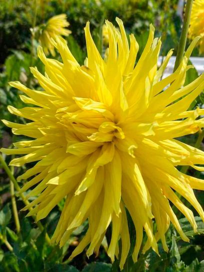Dahlia "Gryson"s Yellow Spider"