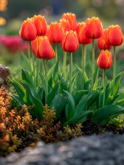 Tulipa "Worlds Favourite"