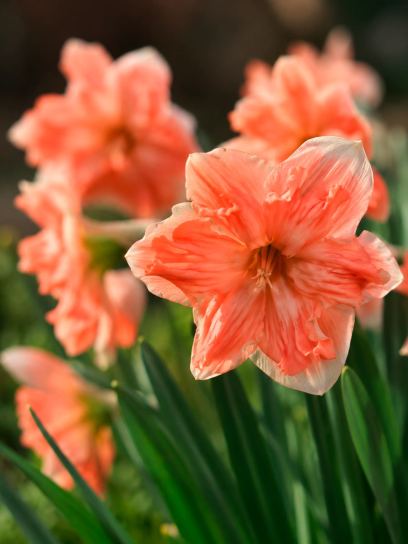 Narcis "Apricot Whirl"