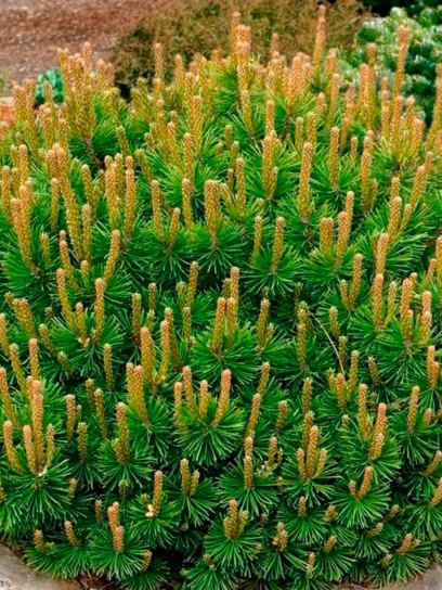 Pinus mugo mughus container (P19)