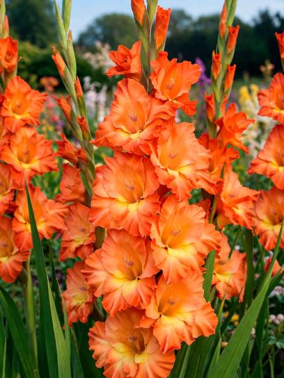 Gladiolus "Olympic Flame"