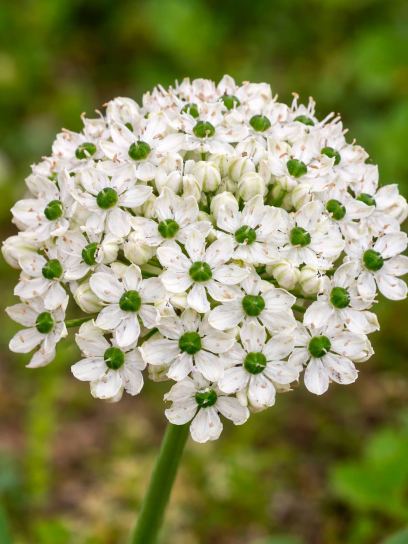 Allium nigrum