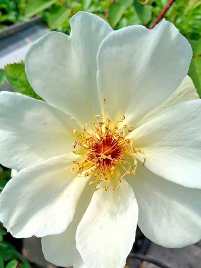 Rose "Pimpinellifolia" container (C3)