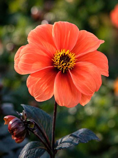 Dahlia "Bishop of Oxford"