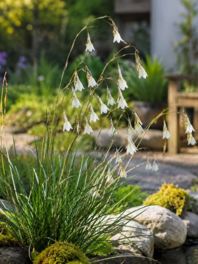 Dierama argyreum