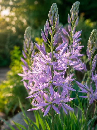Camassia leichtlinii "Caerulea"