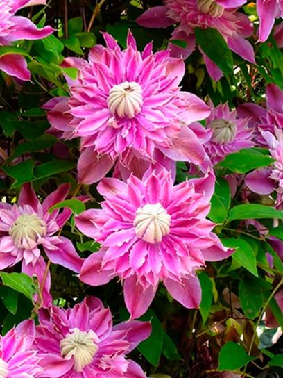 Clematis "Josephine"