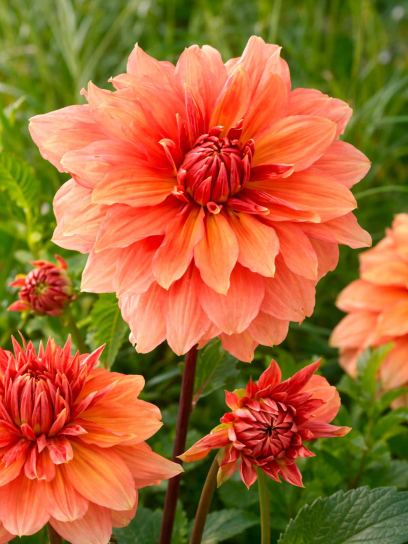 Dahlia "Mango Madness"