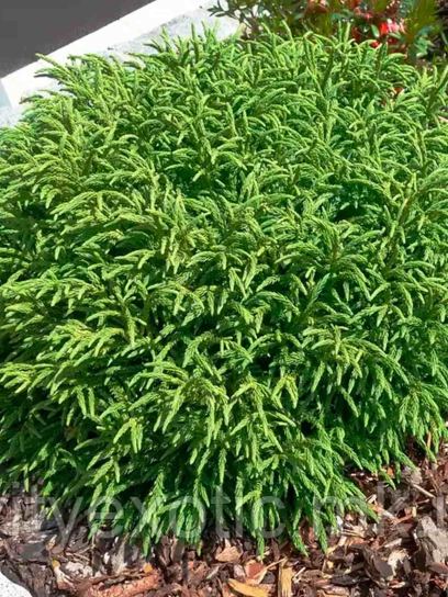 Japanese Cedar "Little Champion" container (C3)